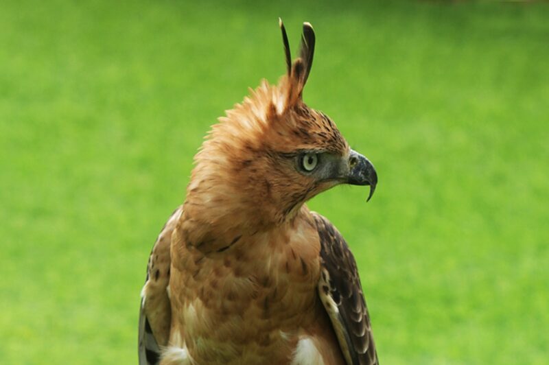 Elang Jawa - Kemenhut RI