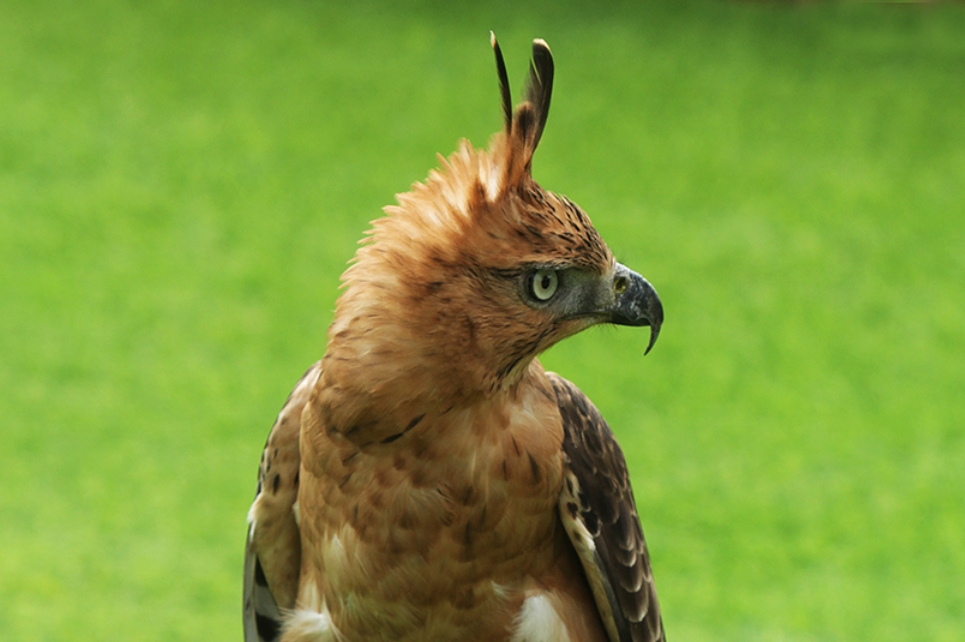 Elang Jawa - Kemenhut RI