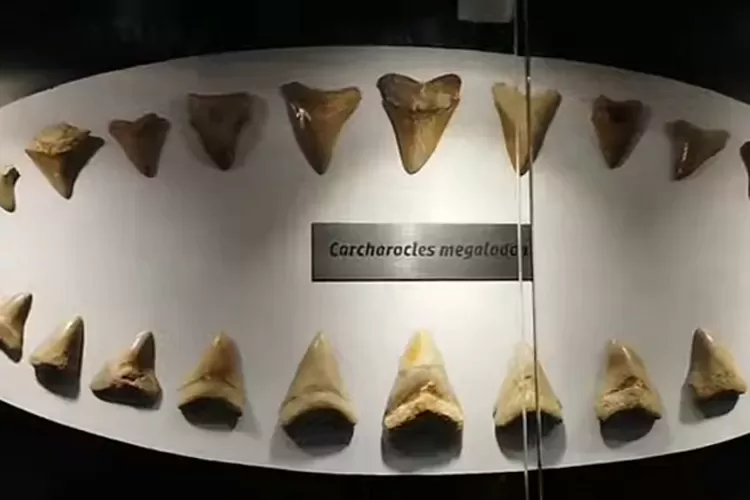 Fosil hiu megalodon di Sukabumi