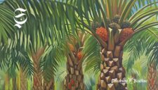 Ilustrasi perkebunan kelapa sawit - sukabumiheadline.com