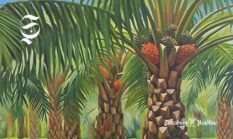 Sukabumi juara salip Garut, 5 kabupaten produksi kelapa sawit terbesar di Jawa Barat