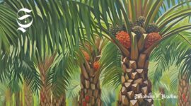 Ilustrasi perkebunan kelapa sawit - sukabumiheadline.com