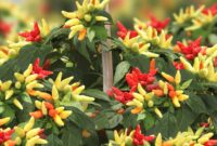 Kelebihan cabai gerombol dan cara menanam, lebih pedas lebih tahan hama - Ist