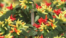 Kelebihan cabai gerombol dan cara menanam, lebih pedas lebih tahan hama - Ist