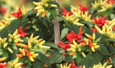 Kelebihan cabai gerombol dan cara menanam, lebih pedas lebih tahan hama