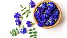 Tanaman herbal bunga telang - Ist