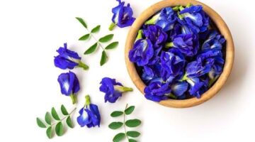 Tanaman herbal bunga telang - Ist