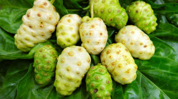 9 khasiat buah mengkudu yang luar biasa untuk kesehatan dan cara konsumsi - Ist