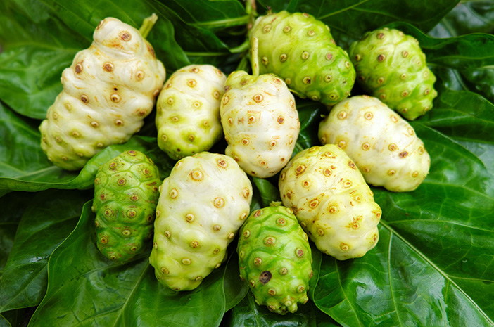 9 khasiat buah mengkudu yang luar biasa untuk kesehatan dan cara konsumsi - Ist