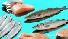 Ikan salmon, tuna, gabus, tenggiri, sarden - sukabumiheadline.com
