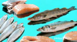 Ikan salmon, tuna, gabus, tenggiri, sarden - sukabumiheadline.com