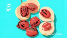 Ilustrasi buah dan biji pala - sukabumiheadline.com