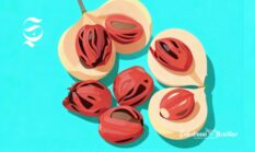 Mengenal khasiat dan harga fantastis biji pala, kecamatan penghasil di Sukabumi?