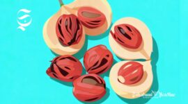 Ilustrasi buah dan biji pala - sukabumiheadline.com