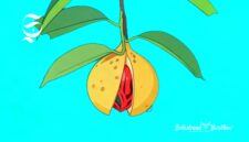 Ilustrasi buah pala - sukabumiheadline.com