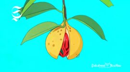 Ilustrasi buah pala - sukabumiheadline.com