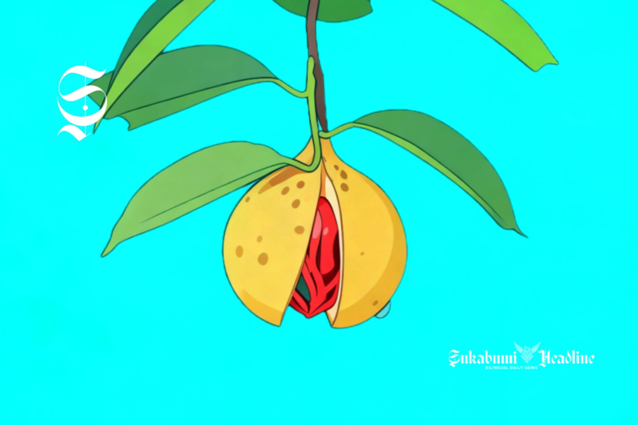 Ilustrasi buah pala - sukabumiheadline.com