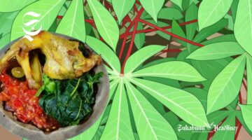 Ilustrasi daun singkong dan lalapan daun singkong - sukabumiheadline.com