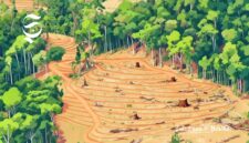 Ilustrasi kawasan hutan sisa pembalakan - sukabumiheadline.com