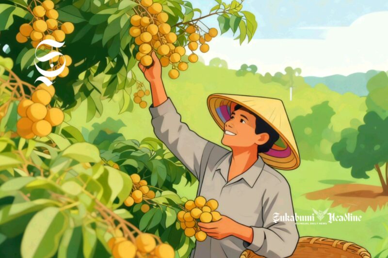 Ilustrasi petani lengkeng atau kelengkeng - sukabumiheadline.com