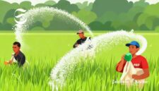 Ilustrasi petani sedang melakukan pemupukan Urea - sukabumiheadline.com