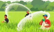 Cara mendapatkan pupuk bersubsidi di Sukabumi sesuai HET