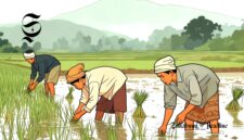 Ilustrasi petani sedang menanam padi di sawah - sukabumiheadline.com