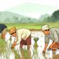 Ilustrasi petani sedang menanam padi di sawah - sukabumiheadline.com