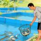 Ilustrasi peternak ikan sedang memindahkan ikan ke kolam lain di tambak miliknya - sukabumiheadline.com