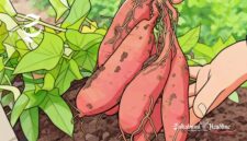 Ilustrasi ubi jalar - sukabumiheadline.com