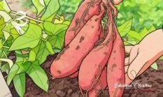 27 kecamatan penghasil ubi jalar di Sukabumi, kenali gizi, mineral dan manfaatnya bagi tubuh