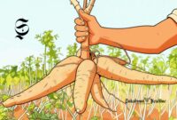 Ilustrasi ubi kayu atau singkong - sukabumiheadline.com