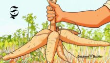 Ilustrasi ubi kayu atau singkong - sukabumiheadline.com