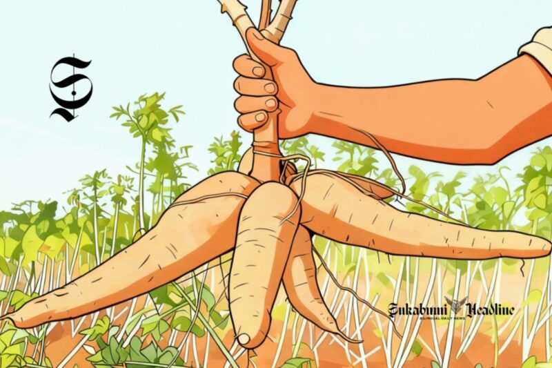 Ilustrasi ubi kayu atau singkong - sukabumiheadline.com