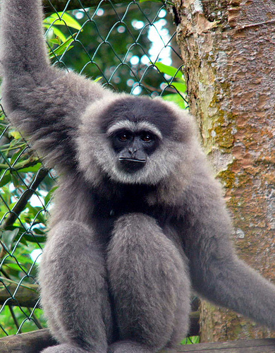 Owa Jawa - Alamendah