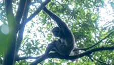 Owa Jawa - Gibbonesia