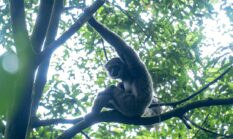 Fakta-fakta tentang Owa Jawa di Sukabumi: Spesies langka, habitat dan ancaman