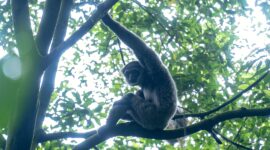 Owa Jawa - Gibbonesia