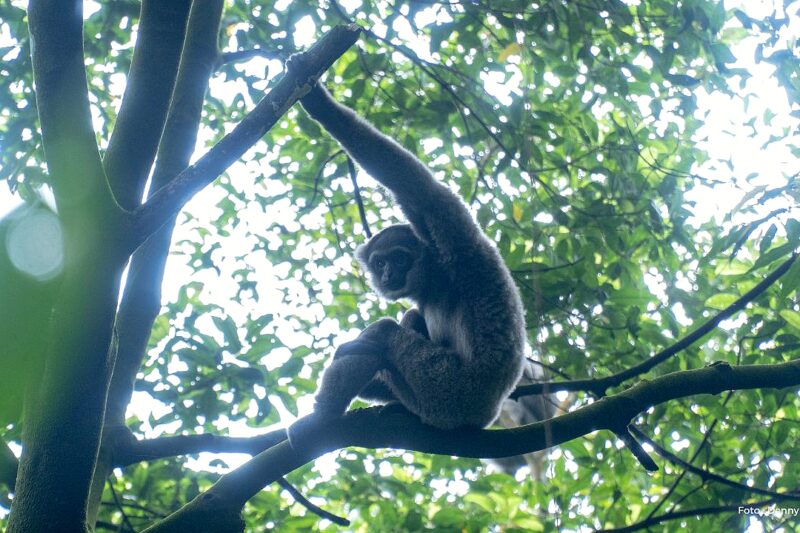 Owa Jawa - Gibbonesia