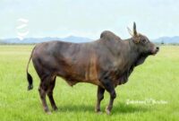 Sapi Pasundan - DKPP Jawa Barat