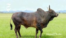 Sapi Pasundan - DKPP Jawa Barat