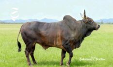 Melacak populasi Sapi Pasundan di Sukabumi: Karakteristik dan pemurnian genetik si jawara