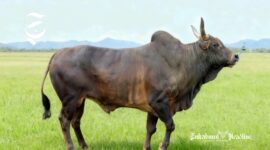 Sapi Pasundan - DKPP Jawa Barat