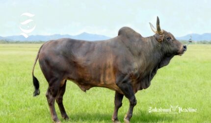 Sapi Pasundan - DKPP Jawa Barat