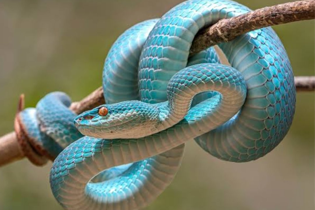 Sunda Island Pit Viper
