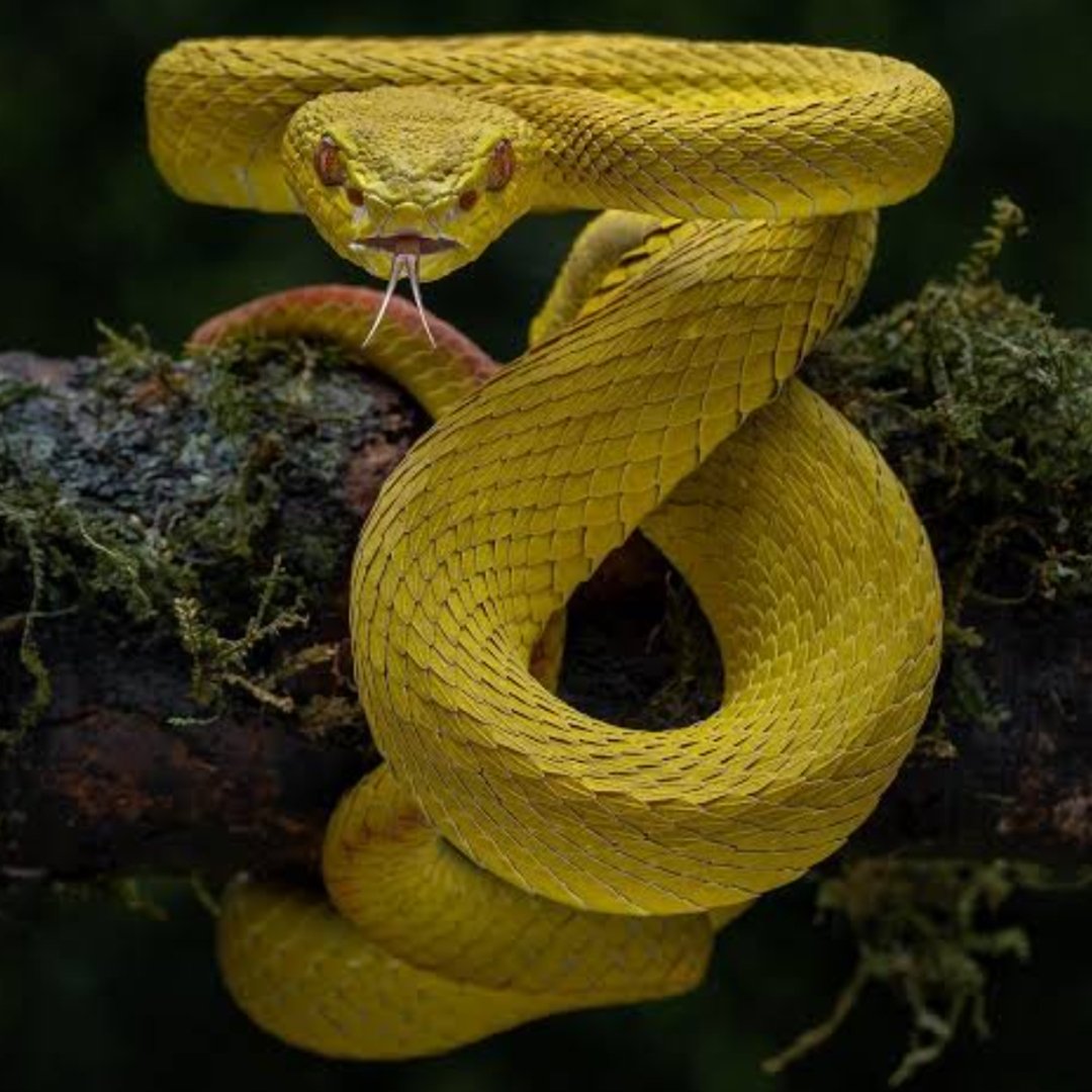 Sunda Pit Viper kuning - Instagram