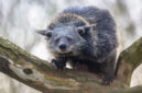 Binturong or bearcat (Arctictis binturong). Binturong is widespread in south and southeast Asia occurring in Bangladesh, Bhutan, Myanmar, China india and indonesia