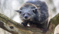 Binturong or bearcat (Arctictis binturong). Binturong is widespread in south and southeast Asia occurring in Bangladesh, Bhutan, Myanmar, China india and indonesia