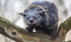 5+1 binatang langka dilindungi di Sukabumi dan sanksi bagi pemburu