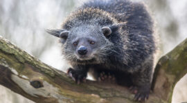 Binturong or bearcat (Arctictis binturong). Binturong is widespread in south and southeast Asia occurring in Bangladesh, Bhutan, Myanmar, China india and indonesia
